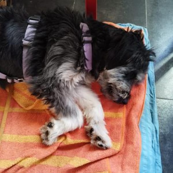 Hübsche Rosi in Not!