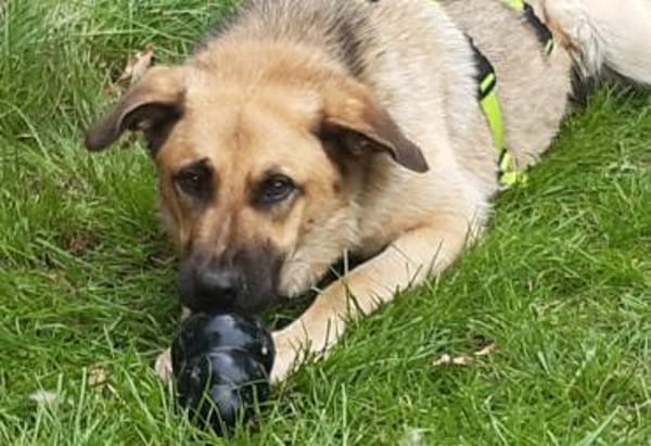 Hoppla hier kommt ALMA