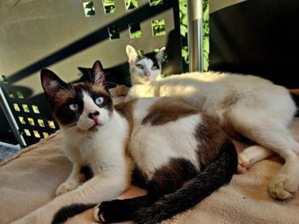 Cosmo und Henry in Pechbrunn (ALO)