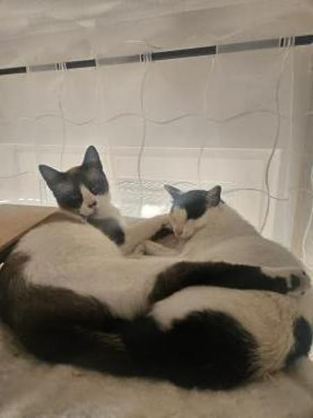 Cosmo und Henry in Pechbrunn (ALO)