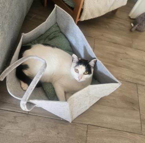 Cosmo und Henry in Pechbrunn (ALO)