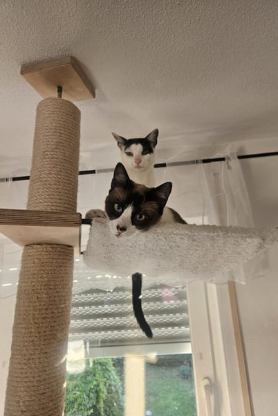 Cosmo und Henry in Pechbrunn (ALO)