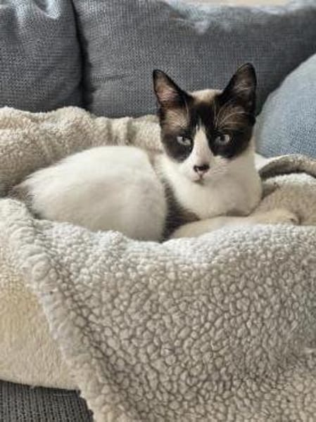 Cosmo und Henry in Pechbrunn (ALO)