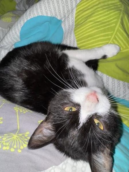 Katzenkinder Billy & Benni