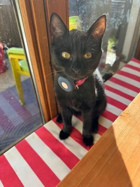 Katzenkinder Billy & Benni