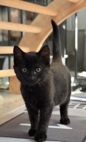 Katzenkinder Billy & Benni