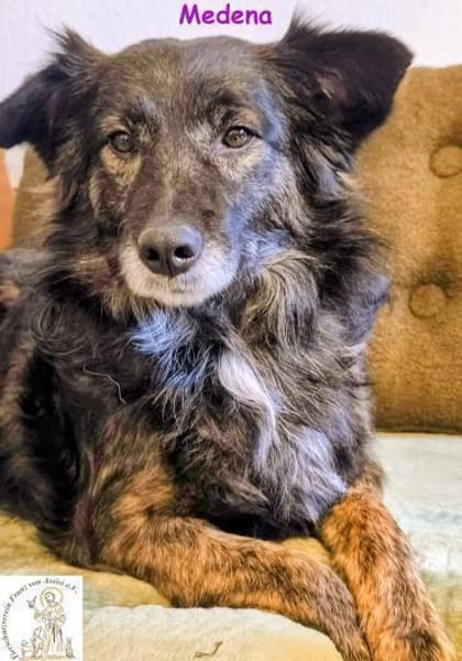 Medena   die charmante Hündin