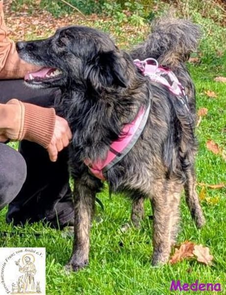 Medena   die charmante Hündin