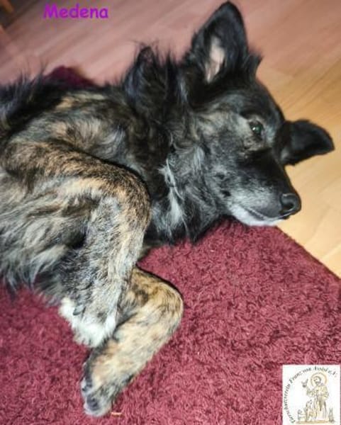 Medena   die charmante Hündin