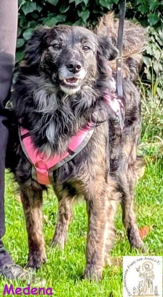 Medena   die charmante Hündin