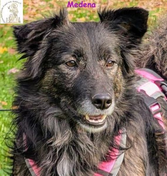 Medena   die charmante Hündin