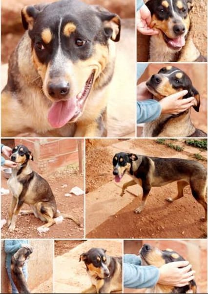 Lola sucht ein aktives Zuhause