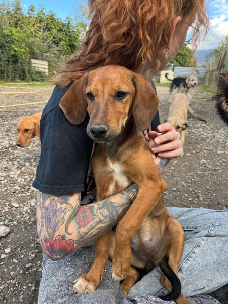 Quirlige Lilly sucht den passenden Platz