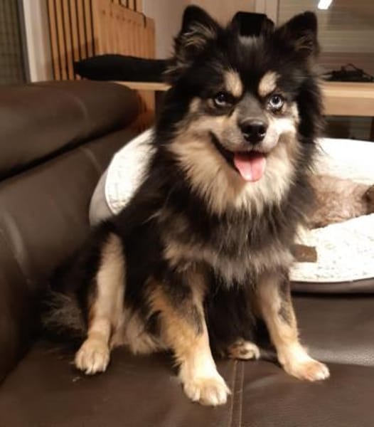 Karkusa in 27478 Cuxhaven #