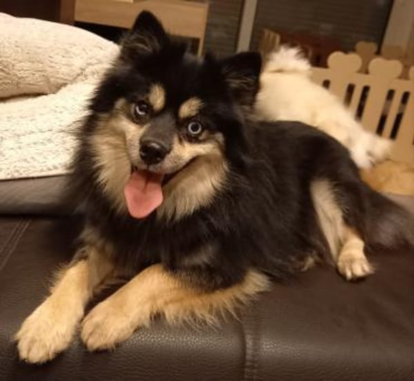 Karkusa in 27478 Cuxhaven #