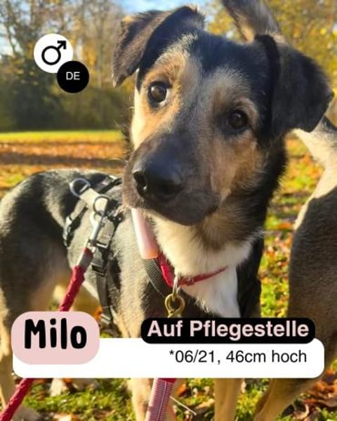 MILO vom Schatten ins Leben