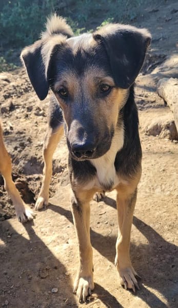 MILO vom Schatten ins Leben
