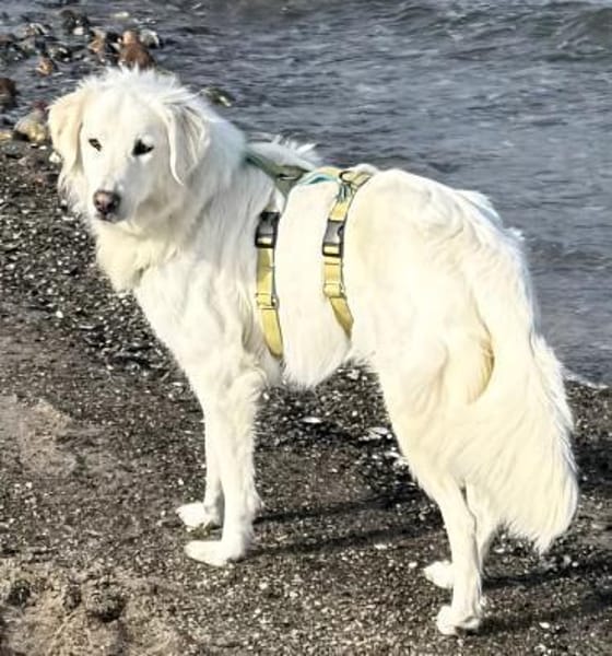 BILDSCHÖNE, ZARTE LUNA