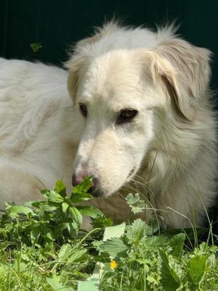 BILDSCHÖNE, ZARTE LUNA