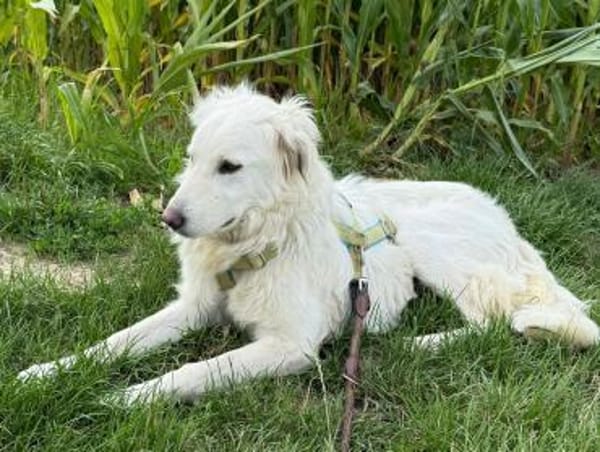 BILDSCHÖNE, ZARTE LUNA