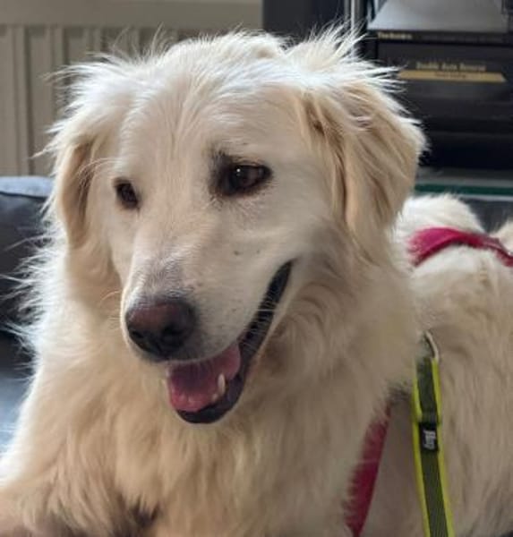 BILDSCHÖNE, ZARTE LUNA