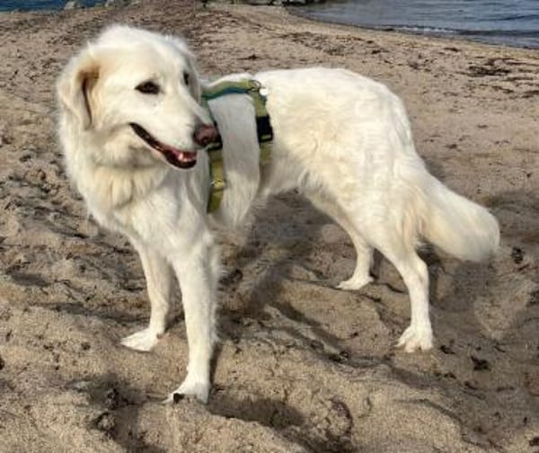 BILDSCHÖNE, ZARTE LUNA