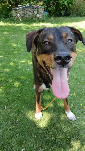 Angel - die schüchterne Junghündin