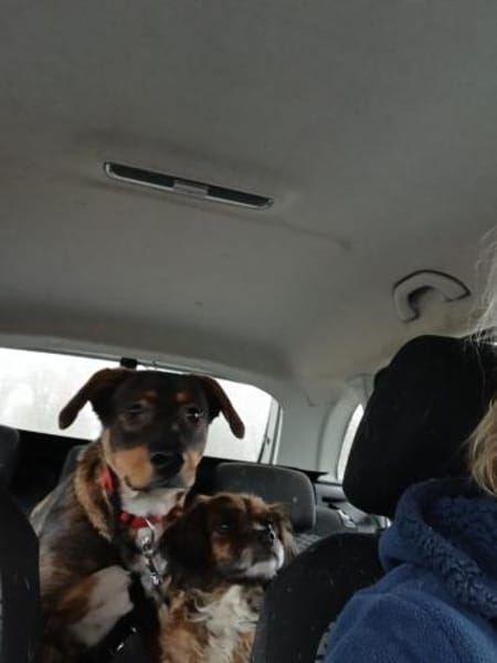 Angel - die schüchterne Junghündin