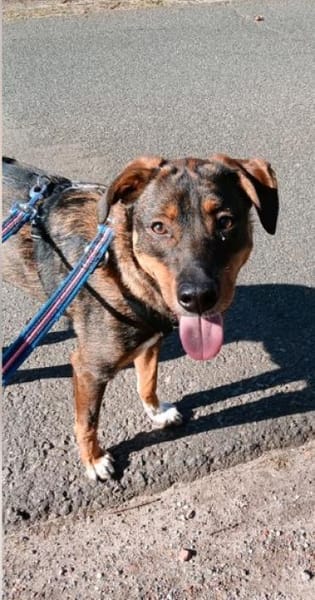 Angel - die schüchterne Junghündin