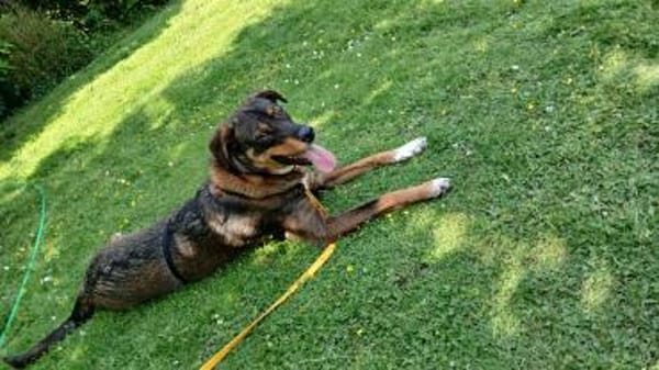 Angel - die schüchterne Junghündin