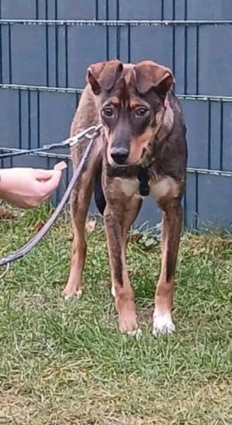 Angel - die schüchterne Junghündin