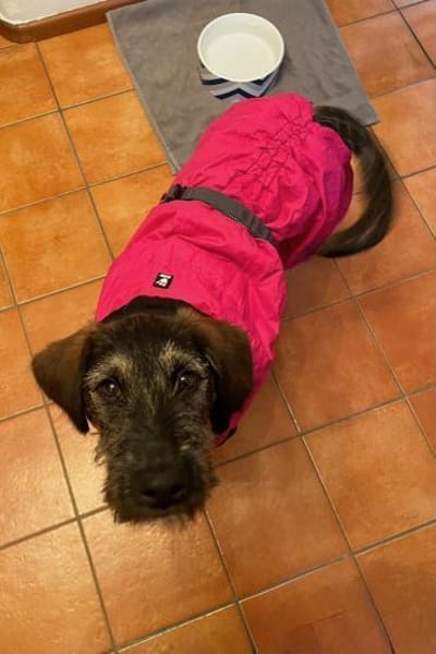 Skadi  neugierig Hündin will auf Reisen