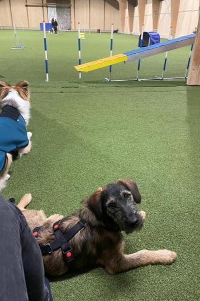 Skadi  neugierig Hündin will auf Reisen