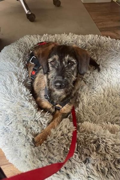 Skadi  neugierig Hündin will auf Reisen