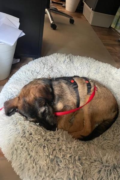 Skadi  neugierig Hündin will auf Reisen