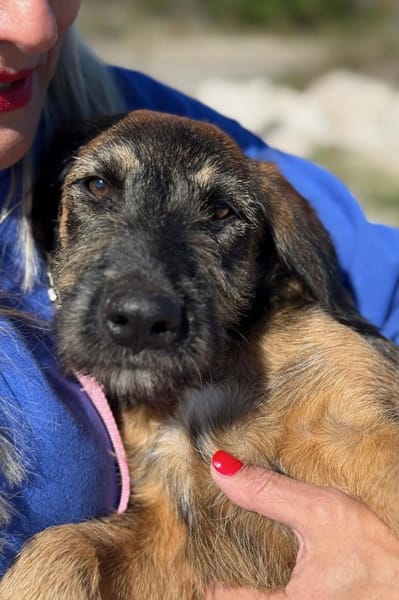 Skadi  neugierig Hündin will auf Reisen