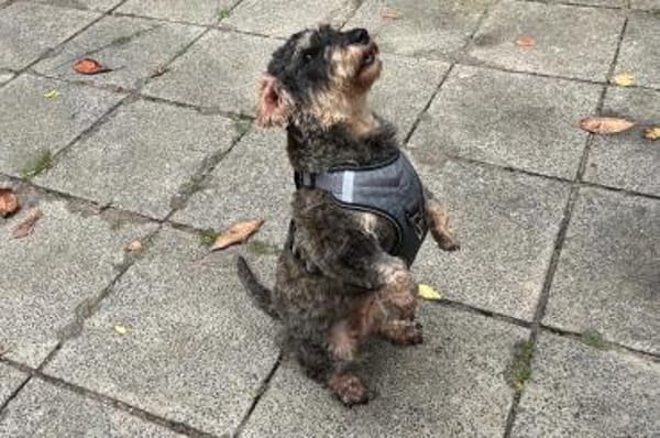 Käthe  kleine Beine großes Herz ❤