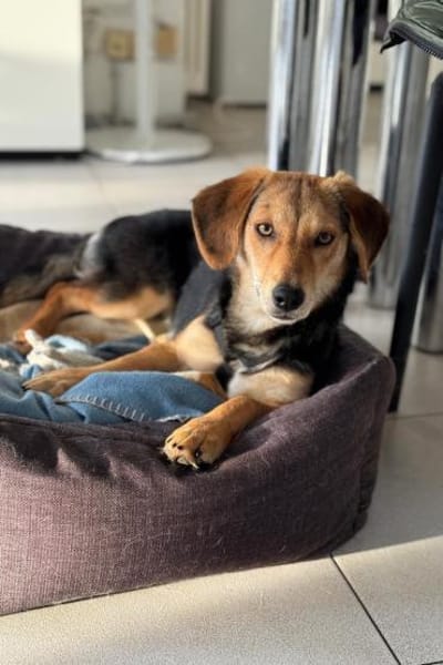 Senta zarte Entdeckerin möchte ankommen