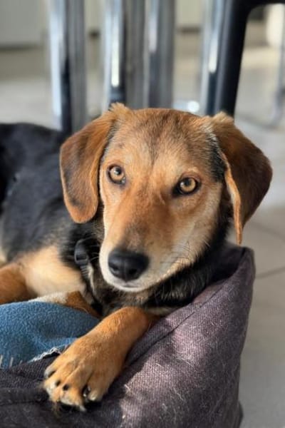 Senta zarte Entdeckerin möchte ankommen