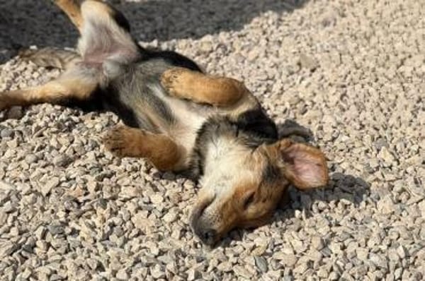 Senta zarte Entdeckerin möchte ankommen