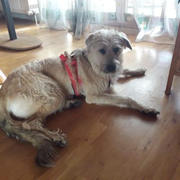 Nirveli sucht ihre Menschen