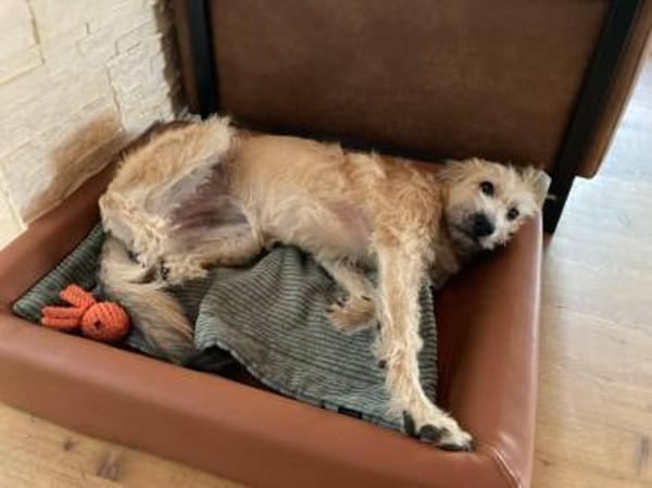 Nirveli sucht ihre Menschen