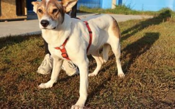 Wer schenkt Daria das Glück?