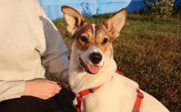 Wer schenkt Daria das Glück?