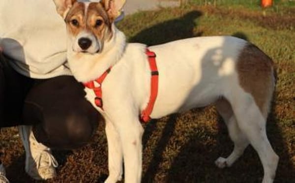 Wer schenkt Daria das Glück?