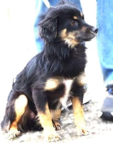 MALENA 2 sucht Familie