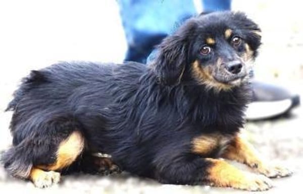 MALENA 2 sucht Familie