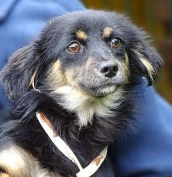 MALENA 2 sucht Familie