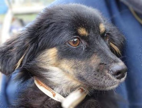 MALENA 2 sucht Familie