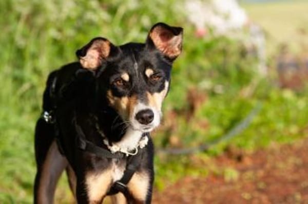 Nova, fröhliche Hündin, 4J in 53945